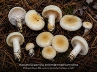 Schleimigberingter Schneckling1